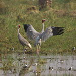 Keoladeo National Park (1985)